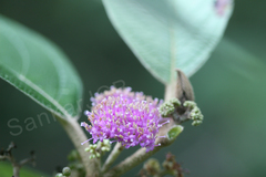 Callicarpa tomentosa